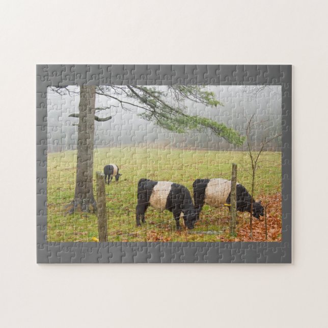 Puzzle Vaches ceinturées à Galloway à la ferme dans (Horizontal)