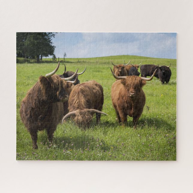 Puzzle Vaches écossaises des Highlands sur le pâturage (Horizontal)
