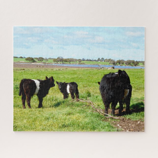 Puzzle Vaches galloway, puzzle, maman et bébé (Horizontal)
