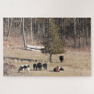 Puzzle Vaches pâturant sur une colline paisible dans le C