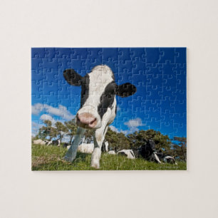 Puzzle Vaches se nourrissant du pâturage 2