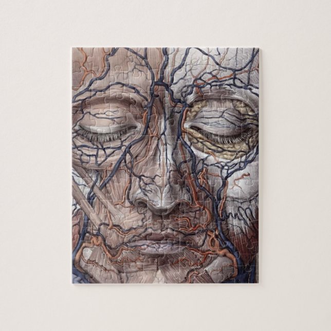 Puzzle Veines et muscles principaux (Vertical)
