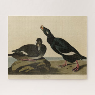 Puzzle Velvet Duck - de Audubon's Birds of America