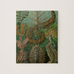 Puzzle Vers Annélides Chaetopoda par Ernst Haeckel