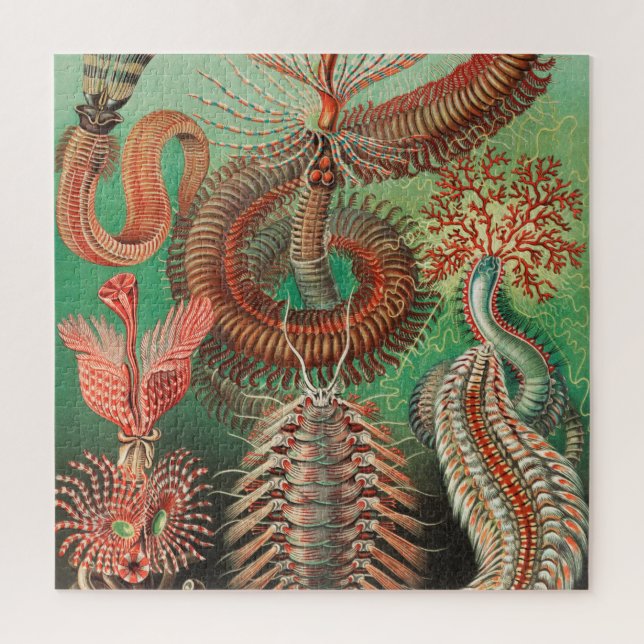 Puzzle Vers, Annelids Chaetopoda par Ernst Haeckel (Vertical)