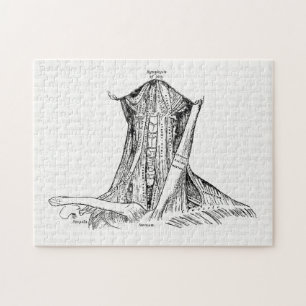 Puzzle Vieux muscles d'illustration d'anatomie du cou