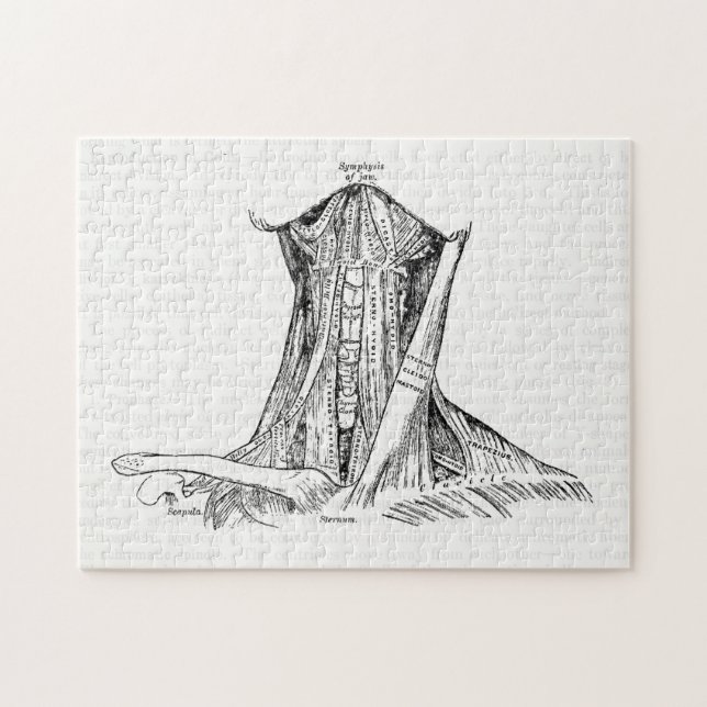 Puzzle Vieux muscles d'illustration d'anatomie du cou (Horizontal)
