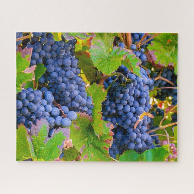 Puzzle Vins de raisins noirs, Vignoble (Horizontal)