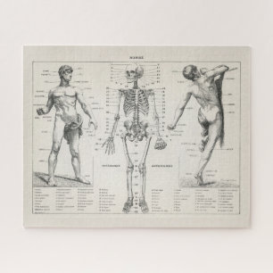 Puzzle Vintage Antique Medical Anatomy Anatomical Diagram