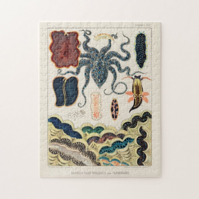 Puzzle Vintage Great Barrier Reef Molluscs and Planarians (Vertical)