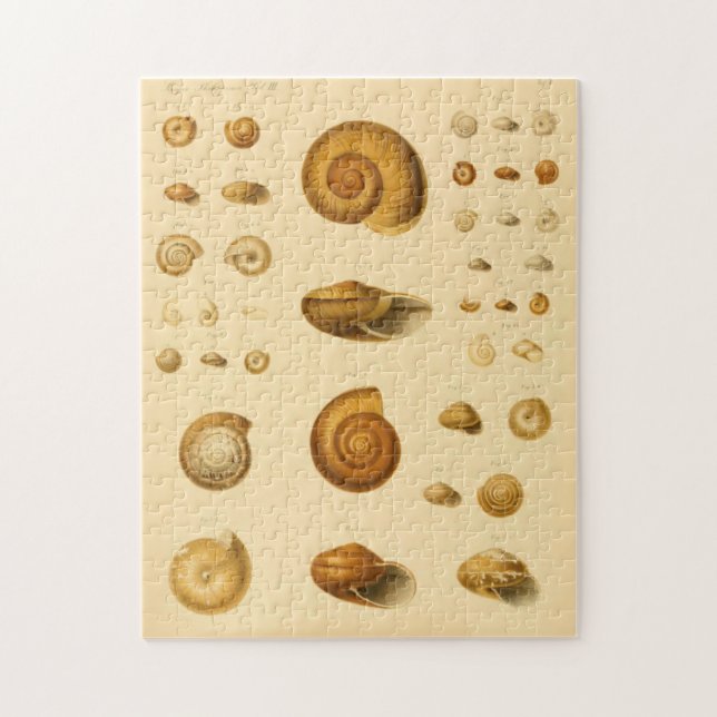 Puzzle vintage Mollusk Seashells (Vertical)