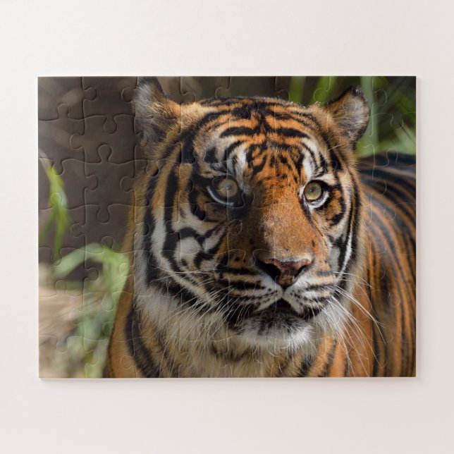 Puzzle Visage de tigre (Horizontal)
