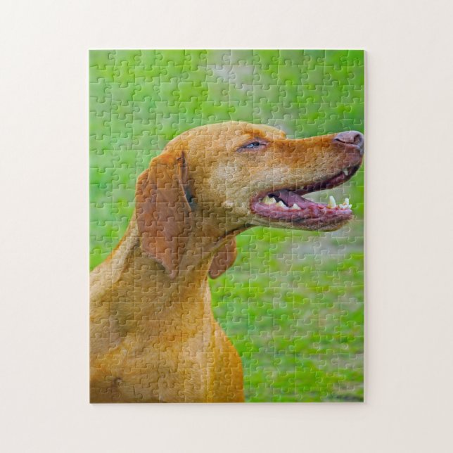 Puzzle Vizsla Dog Jigsaws. (Vertical)