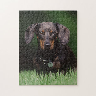 Puzzle Vue de Dachshund couleur panachée
