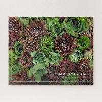 Vue de l'oeil de l'oiseau des Plantes semi-vivants
