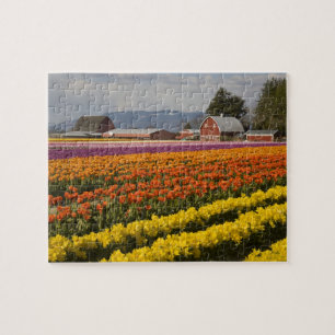 Puzzle WA, Skagit Valley, champs de tulipe en floraison, 