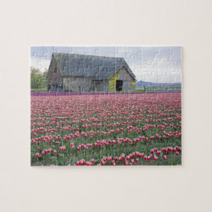 Puzzle WA, vallée de Skagit, champ de tulipes et grange