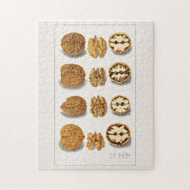 Puzzle Walnuts (Juglans) Fruit Watercolor Painting (Vertical)