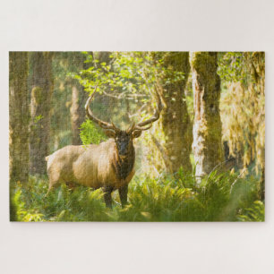 Puzzle Wapiti de Roosevelt Parc national Olympique, Was