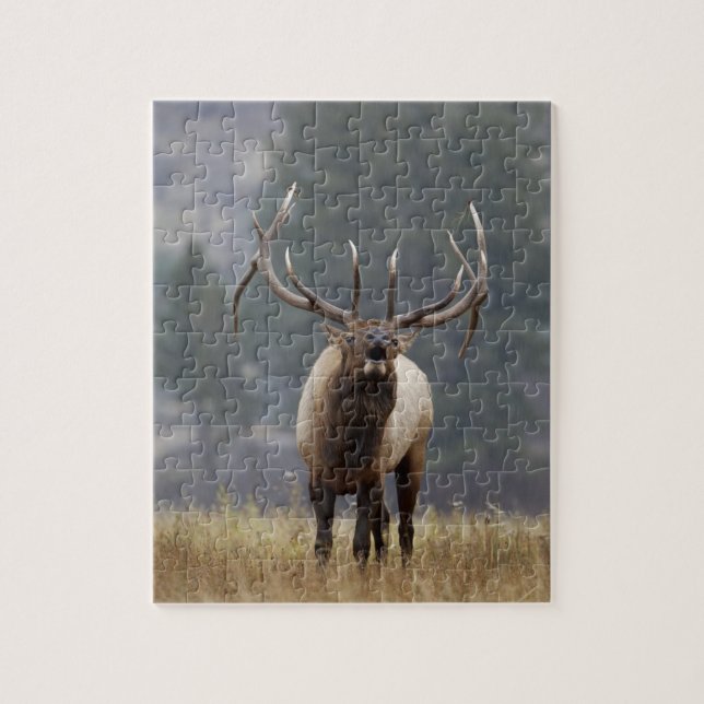 Puzzle Wapiti mâle bramant, Parc national de Yellowstone, (Vertical)