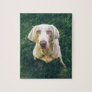 Puzzle Weimaraner intense