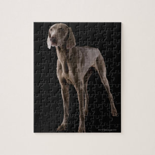 Puzzle Weimaraner, tir de studio