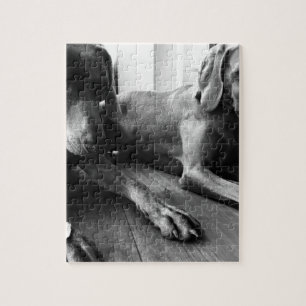 Puzzle Weimaraners