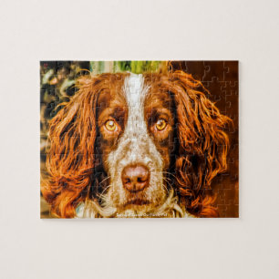 Puzzle Welsh Springer Notre Animal De Famille