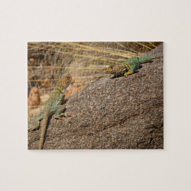 Puzzle Western Collared Lizards in Colorado (Horizontal)