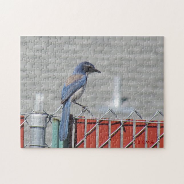 Puzzle - Western Scrub-Jay sur la clôture (Horizontal)