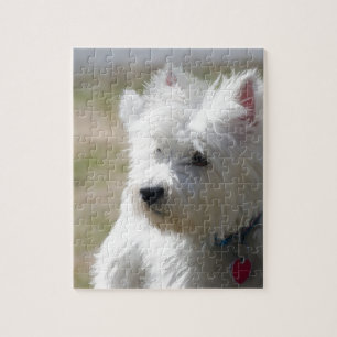 Puzzle Westie pendant le printemps