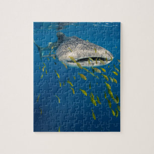 Puzzle Whale Shark with fish, Indonésie