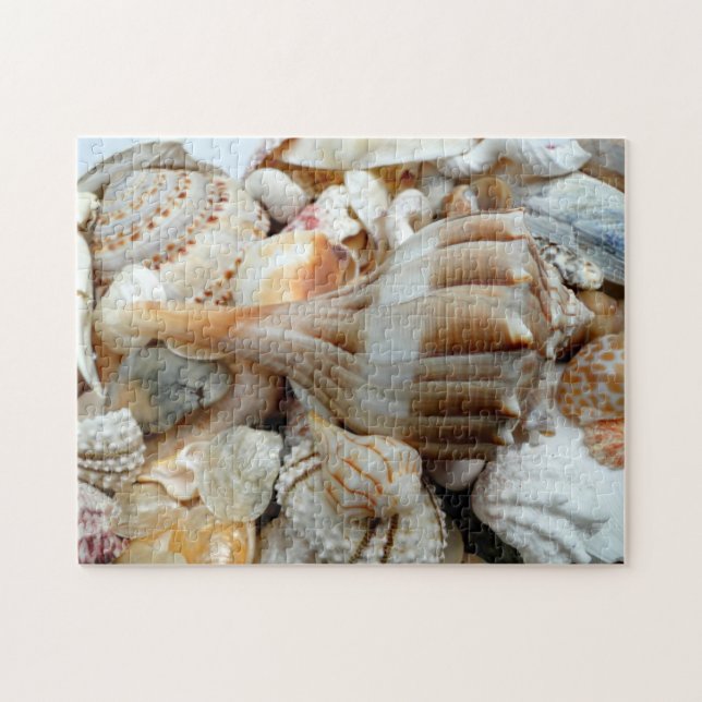 Puzzle Whelk de Beach Shells (Horizontal)