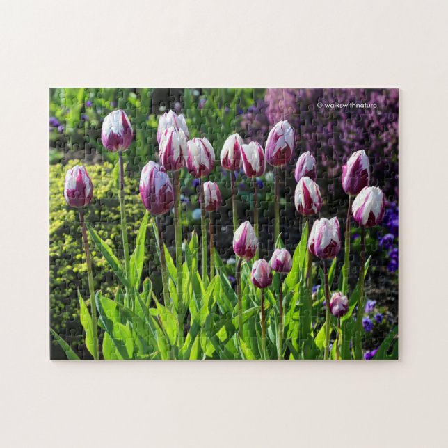 Puzzle White-and-Purple Flaming Flag Triumph Tulips (Horizontal)
