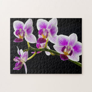 Puzzle White and purple orchid