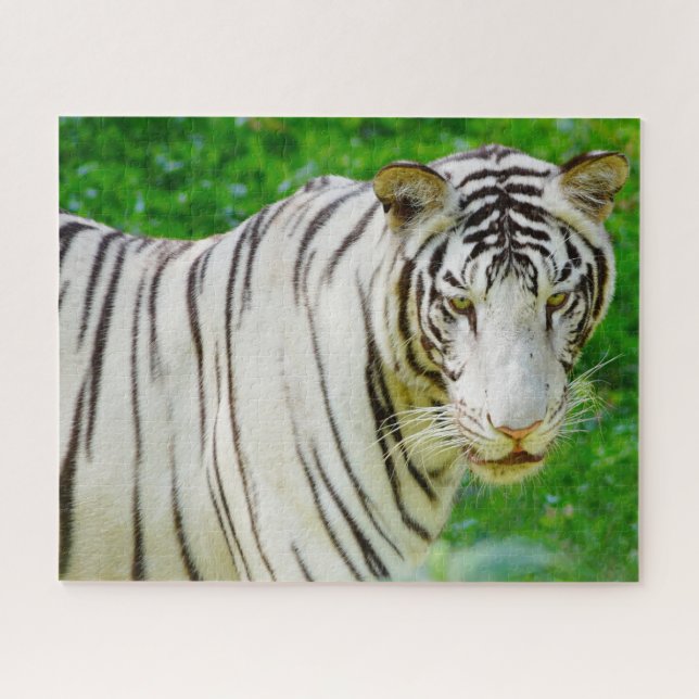 Puzzle White Bengal Tiger. Big Cats. (Horizontal)