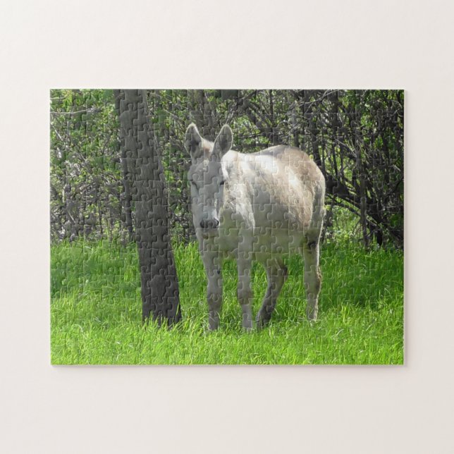 Puzzle White Donkey on the Farm in the Midwest (Horizontal)