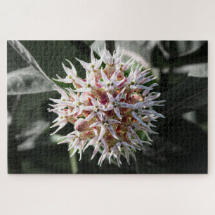 Puzzle White Showy Milkweed - Nature Photography