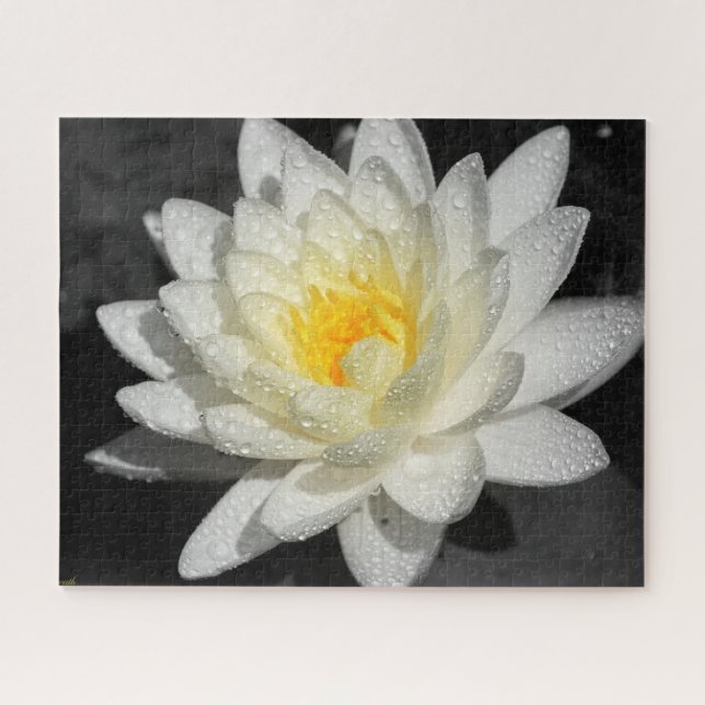 Puzzle White Water Lily Photograph (Horizontal)