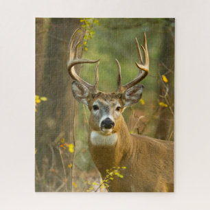 Puzzle Whitetail Deer Buck   Whitefish, Montana