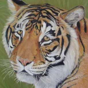 Puzzle wildlife painting of tiger with sad eyes big cat