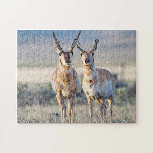 Puzzle Wyoming, comté de Sublette, antilopes mâles (Horizontal)