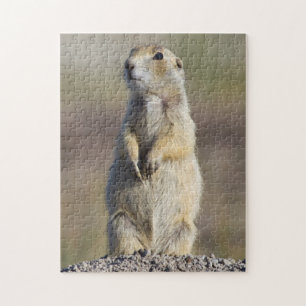 Puzzle Wyoming, Comté de Sublette, Prairie à queue blanch