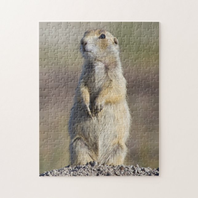 Puzzle Wyoming, comté de Sublette, Prairie à queue blanch (Vertical)