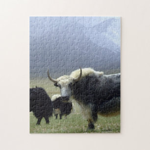 Puzzle Yaks, Nomades de l'Himalaya - Tibet /Ladakh