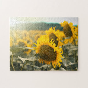 Puzzle Yellow Hardy Sunflower Meilleures photos de tourne