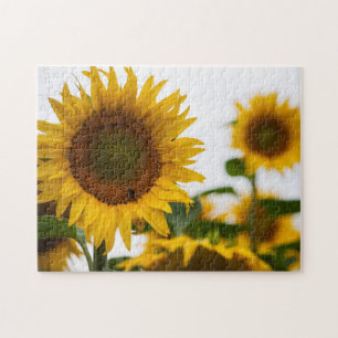 Puzzle Yellow Hardy Sunflower Meilleures photos de tourne