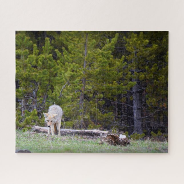 Puzzle Yellowstone - Curious Coyote - 16x20 - 520 pcs. (Horizontal)