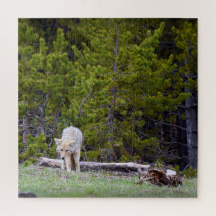 Puzzle Yellowstone - Curious Coyote - 20x20 - 676 pcs.