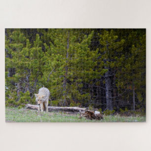 Puzzle Yellowstone - Curious Coyote - 20x30 - 1014 pcs.